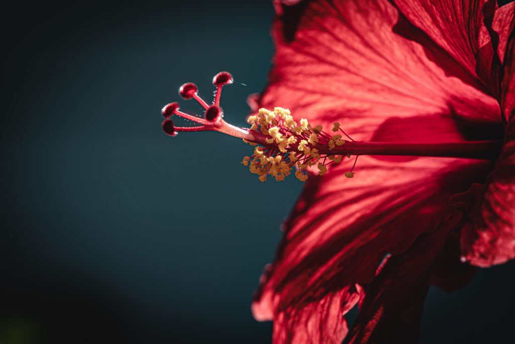 The yellow anther of a crimson Hibiscus flower