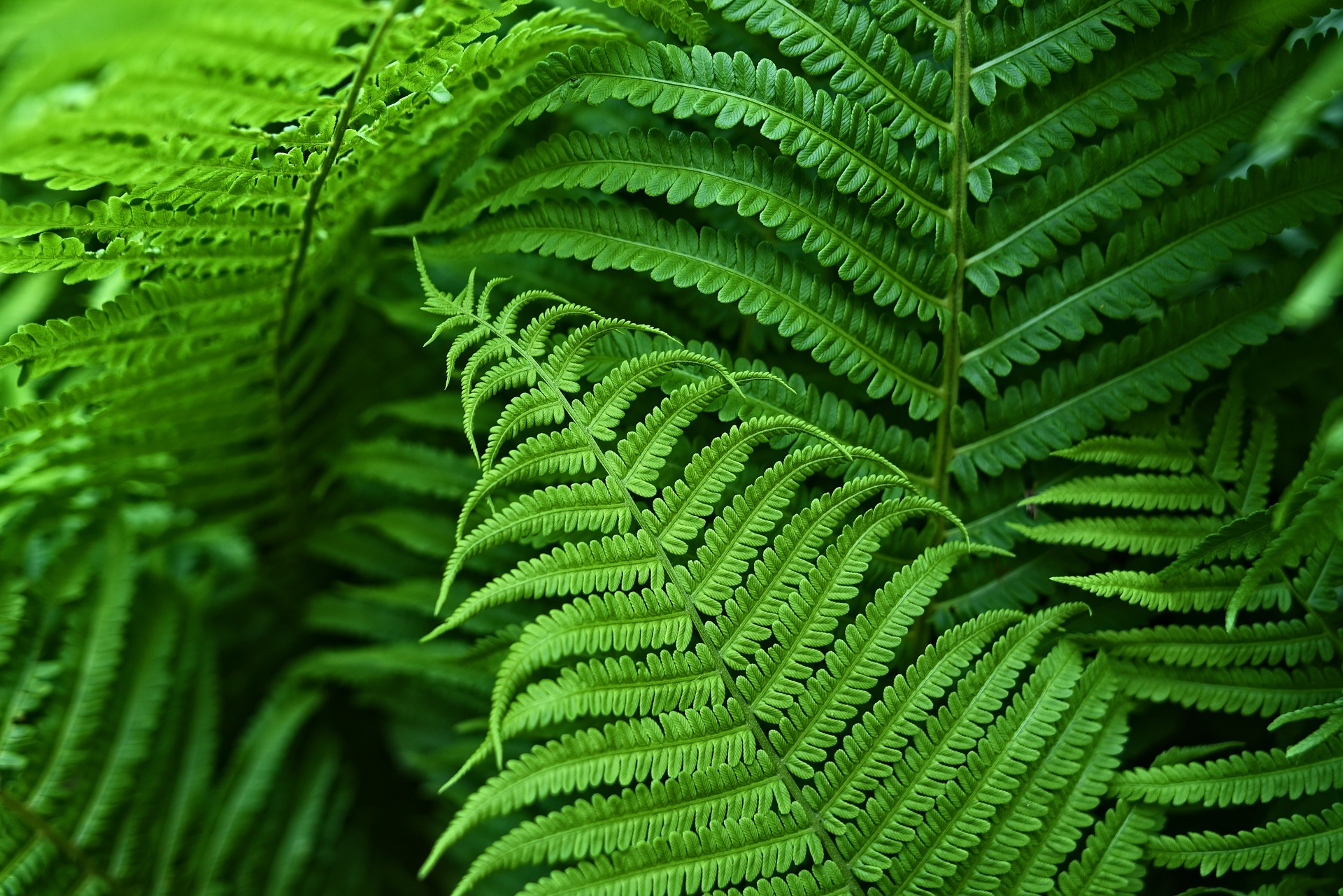 Image of fern leave symbolize time and season